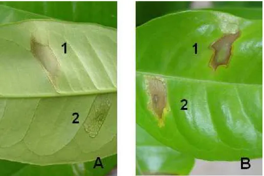 Figura 2-  Sintomas induzidos em planta (Citrus sinensis), a 3 (A: parte abaxial da folha) e 8 (B:  parte  adaxial  da folha) dias  após  inoculação