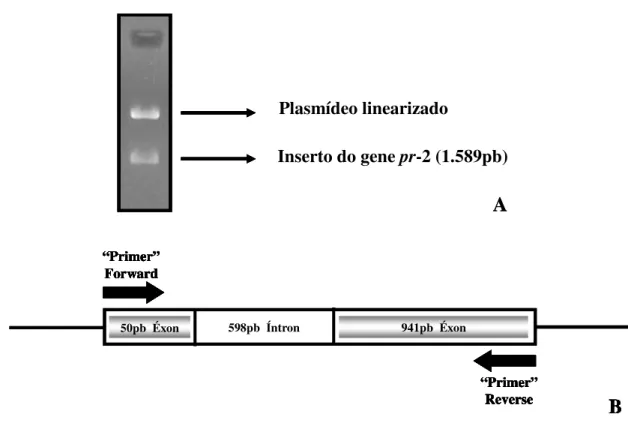 Figura 10 . Resultado da digestão do clone contendo o fragmento do gene pr-2 com EcoRI