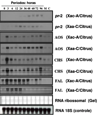 Figura  11.  Perfil  de  expressão  dos  genes  de  resistência  da  planta  nas  interações  entre  2  patovares  distintos  de  Xanthomonas  axonopodis  aurantifolii  e  citri  e  Citrus  sinensis