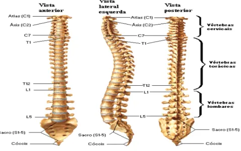 Figura 1: Imagem tridimensional da coluna vertebral, sacro e cóccix (Adaptado de 
