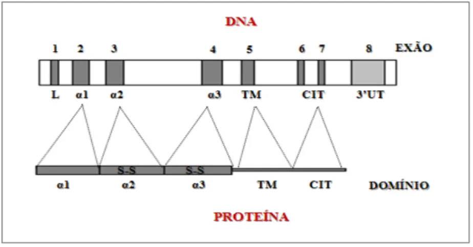 Figura 5: Representação do gene codificante da cadeia pesada das moléculas  HLA  classe  I