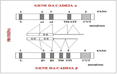 Figura 7: Representação do gene codificante das cadeias α e β das moléculas  de HLA classe II