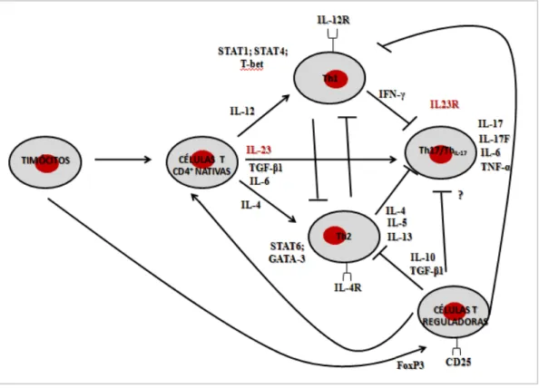 Figura  11:  Vias  inflamatórias  da  IL-23  e  IL-17.  A  IL23  promove  a  diferenciação  de  células  T  CD4 +   em  células  T  helper  (T H 17/T H IL-17),  que  produzem  IL-17,  IL-6  e  TNF-α  (Adaptado  de  Brionez &amp; Reveille, 2008)