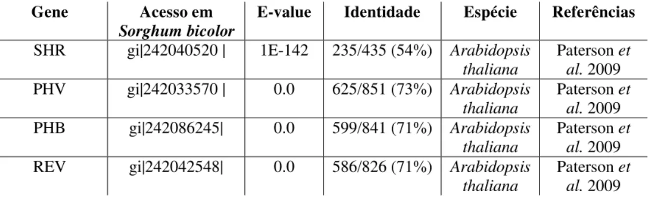 Tabela 2 - Genes relacionados a formação do meristema apical e lateral, já descritos na literatura, os  quais tiveram sua expressão analisada via RT-qPCR