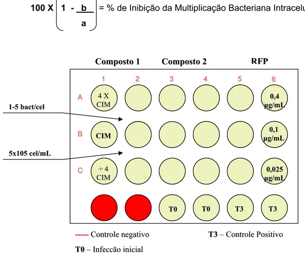 Figura 4 - Representação esquemática do preparo da microplaca para a  determinação da atividade inibitória mínima intracelular, utilizando a rifampicina  como droga de referência e controle da técnica