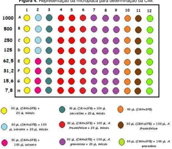 Figura 4. Representação da microplaca para determinação da CIM. 