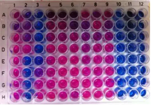 Figura 6. Foto do ensaio de microdiluição com bactérias revelado com resazurina (0,01%)