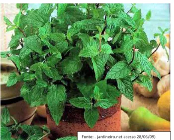 FIGURA 2: Aspecto foliar da espécie Mentha piperita (Lamiaceae) 