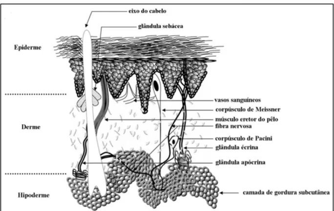 Figura 1. Estrutura básica da pele e seus apêndices. Adaptado de Costin &amp; Hearing, 2007