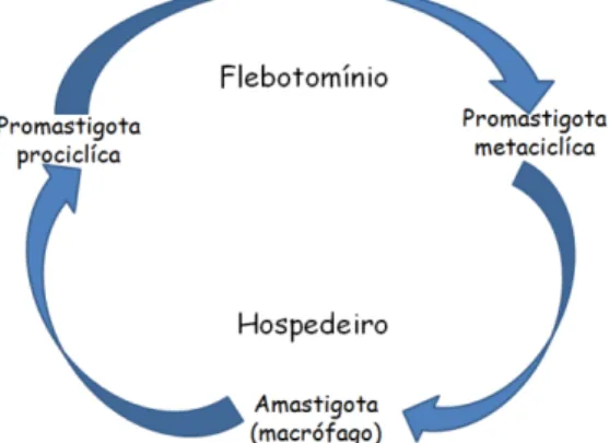 Figura 1. Ciclo evolutivo das espécies de Leishmania spp. FONTE: Adaptado de  Descoteaux e Turco 12 