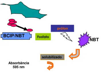 Figura 3.13: Produção de fosfatase alcalina- ALP. 