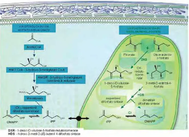 Figura 2. Esquema das duas vias possíveis para a síntese de IPP (isopentenil difosfato)  e DMAPP (dimetilalil difosfato), mostrando a comunicação entre ambas