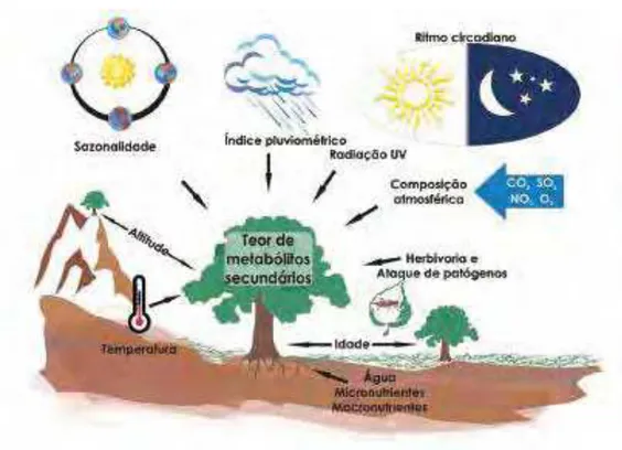Figura 5. Esquema mostrando os principais fatores intrínsecos da planta e condições do  ambiente que podem influenciar nos teores de metabólitos secundários