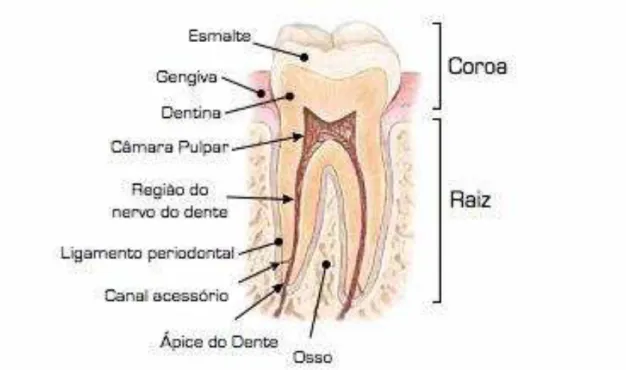 Figura  3.1  -  Representação  esquemática  da  anatomia  do  dente.  Fonte:  TEN  CATE  (1994)