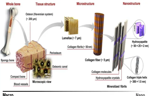 Figura  3.2  -  Representação  esquemática  da  macro  a  nanoestrutura  do  osso.  Fonte:  SADAT-SHOJAI (2013)