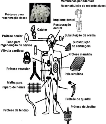 Figura  I.7  -  Esquema  representativo  de  atividades  biológicas  que  podem  ser  substituídas  por  biomateriais; adaptado de Silver e Doillon, 1989 e Park, 1992