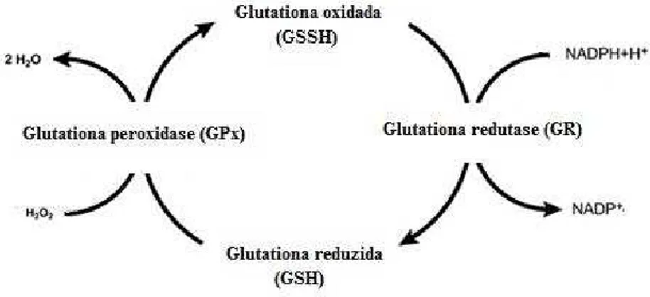 Figura 11: Ciclo da glutationa (Adaptado de JUNIOR et al., 2001). 