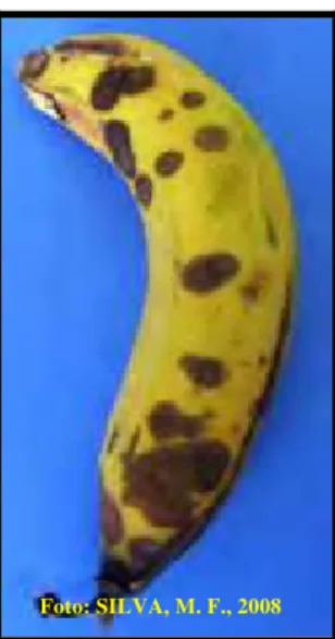 Figura 01. Sintomas da antracnose, em banana, causado pelo fungo Colletotrichum musae
