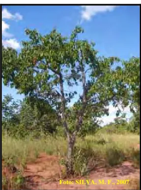 Figura 06. Árvore Lafoensia pacari  St. Hil. no cerrado (Fazenda de Ensino e Extensão- FE-                     Unesp), Selvíria, MS