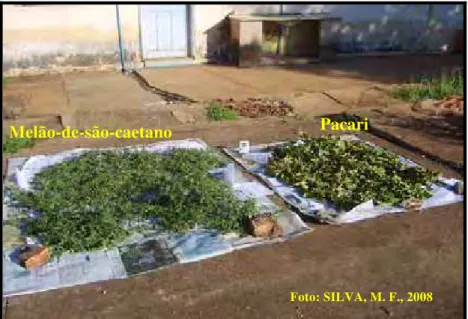 Figura 7. Plantas de pacari e melão-de-são-caetano secando ao sol, em piso de cimento