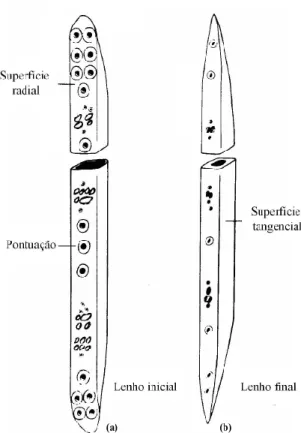 Figura 2.3 – Esquema dos traqueídos correspondentes ao   (a) lenho inicial e (b) lenho final (Xavier, 2003) 