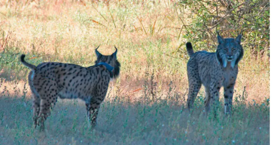 Figura 2-Imagem ilustrativa das características morfológicas do lince ibérico  (Simon, 2012).