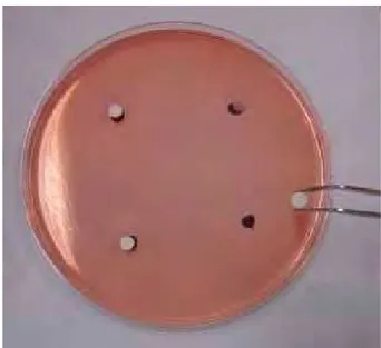 FIGURA 5 - Corpo s-de- pro va posicionados sobre meio de cultur a   contaminado na placa de Petri 