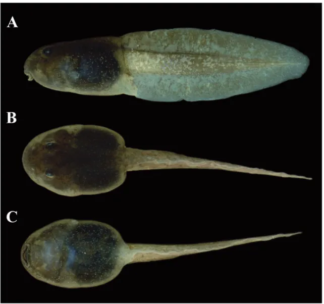 FIgure 2: Tadpole of Hyloxalus subpunctatus in lateral (A), dorsal (b) and ventral  (c) view at Gosner (1960) stage 31