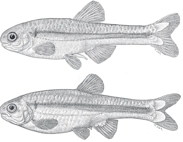 FIgure 12: Monotocheirodon kontos, MUSM 6756, adult male above, 36.7 mm SL and adult females, 33.7 mm SL.