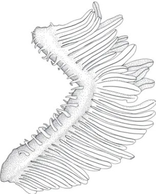 FIgure  14:  Monotocheirodon kontos, MUSM11250, C&amp;S, fe- fe-male, 37.1 mm SL; jaws and dentition, lateral view, left side,  an-terior at left.