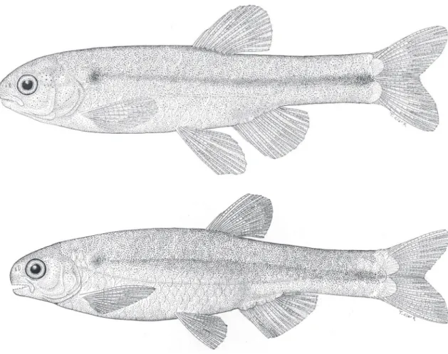 FIgure 1: Monotocheirodon pearsoni, CAS 59792, adult male above, 29.4 mm SL and adult female below, 35.5 mm SL.