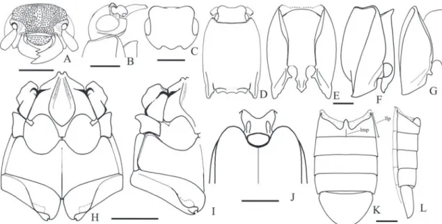 FIgURE 5: Oligostethius capensis. A, B, C, head (anterodorsal, lateral, dorsal); D, E, F, prothorax (dorsal, ventral, lateral); g, hypomeron; 