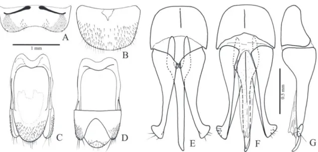 FIgURE 6: Oligostethius capensis. A, sternite VIII; B, tergite VIII; C, sternite IX; D, tergites IX and X; E, F, g, aedeagus (dorsal, ventral,  lateral).