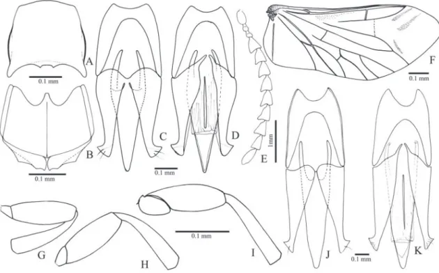 FIgURE  7: Toxognathus bakeri.  A,  pronotum;  B, metaventrite; C,  D,  aedeagus (dorsal, ventral)