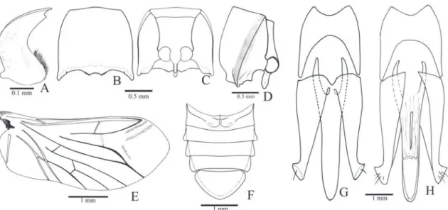 FIgURE 8: Toxognathus coomani. A, mandible (ventral); B, C, D, prothorax (dorsal, ventral, lateral); E, hind wing; F, abdomen (ventral); 