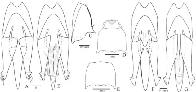 FIgURE 10: Toxognathus costulatus. A, sternite VIII; B, tergite VIII; C, sternite IX; D, tergites IX and X; E, F, aedeagus (dorsal, ventral).