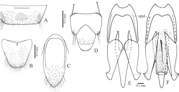 FIgURE 13: Dactylophysus hirtus sp. nov. A, sternite VIII; B, tergite VIII; C, sternite IX; D, tergites IX and X; E, F, aedeagus (dorsal, ven- ven-tral)