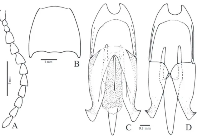 FIgURE 14: Dactylophysus capixabensis nom. nov. A, antenna; B, pronotum; C, D, aedeagus (ventral, dorsal).
