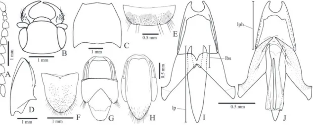 FIgURE 15: Dactylophysus tibialis. A, antenna; B, head (dorsal); C, pronotum; D, hypomeron; E, sternite VIII; F, tergite VIII; g, tergites  IX and X; H, sternite IX; I, J, aedeagus (dorsal, ventral)