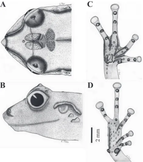 FIgURA 2: Vista dorsal (A), lateral de la cabeza (B) y detalles de las manos y pies en vista palmar (C) y plantar (D) de Pristimantis latericius  sp. nov