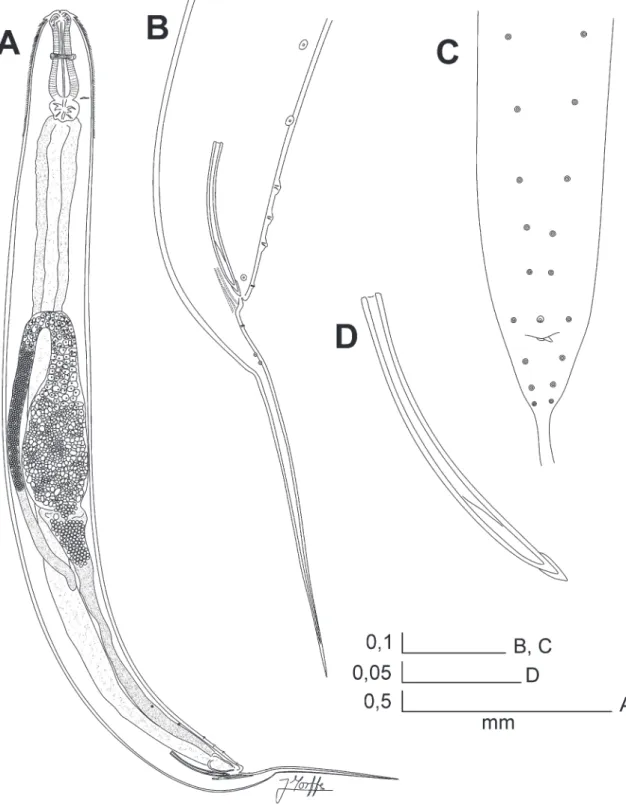 FIgURE 2: Rhigonema nesoboli sp. nov. Male. A. Habitus, lateral view. B. Tail, lateral view