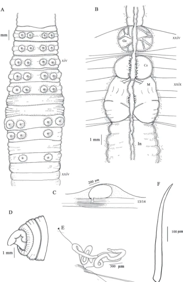 FIGURA 2: Tumak amari sp. nov. (A) vista ventral, (B) vista dorsal interna, (C) espermateca, (D) pigidio, (E) nefridio, (F) cerda común