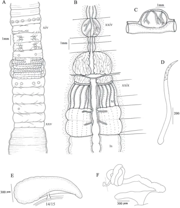 FIGURA 3: Tumak congorum sp. nov. (A) vista ventral, (B) vista dorsal interna, (C) vista lateral de la glándula calcífera, (D) cerda genital,  (E) espermateca, (F) nefridio, Gc: glándula calcífera, M: molleja, In: intestino, Ce: Cámaras esofágicas.