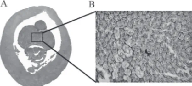 FIGURA 4: Tumak amari sp. nov. (A) corte trasversal del segmento  24, (B) estructura de la glándula calcífera (tubos y tejido conectivo)  en corte transversal.