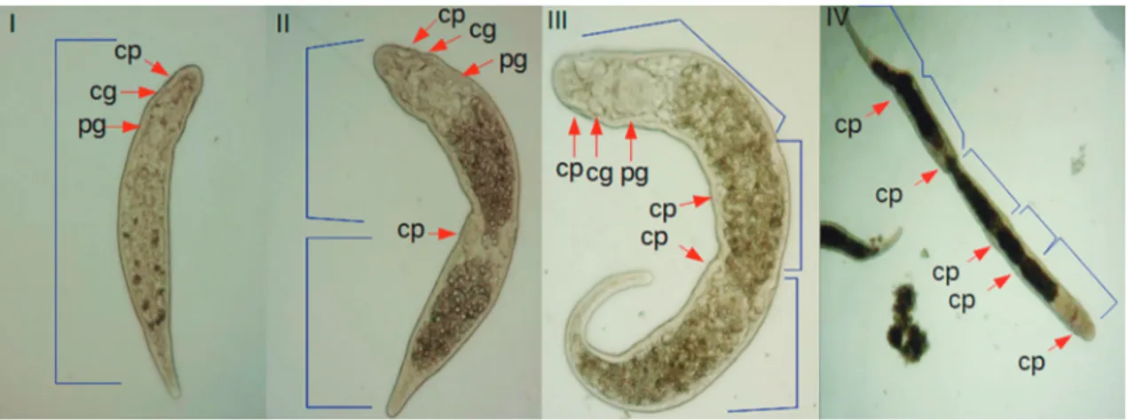 FIGURE 2: General view of Stenostomum leucops showing one zooid (I), two zooids (II), three zooids (III) and five zooids (IV)