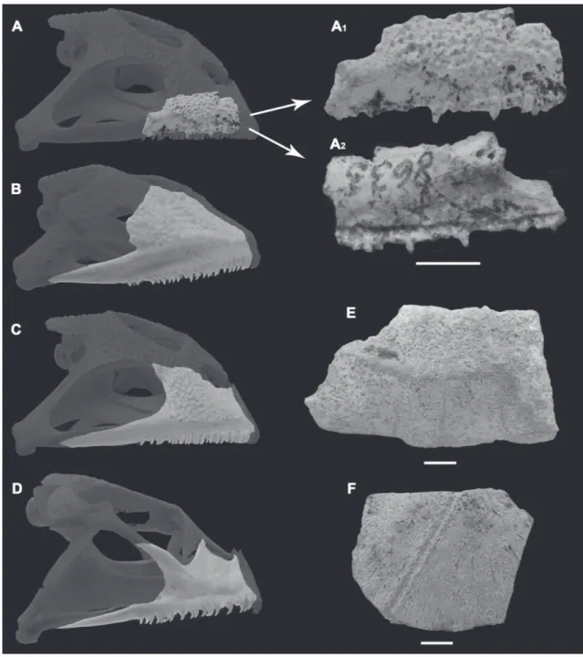 FIGURA 2: A) Maxilar derecho incompleto asignado a Ceratophrys sp. (GHUNL Pam 8633) en vista lateral (A 1 ) y medial (A 2 ); B‑D) Vista  lateral del maxilar derecho de Lepidobatrachus llanensis (B); Ceratophrys ornata (C); Chacophrys pierottii (D); Placas 