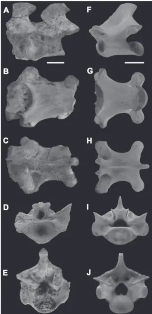 FIGURA 3: Vértebras atribuidas al género Tupinambis (GHUNL  Pam 6493) y vértebra presacra de Tupinambis merianae en vista  lat-eral (A, F), ventral (B, G), dorsal (C, H), anterior (D, I) y  poste-rior (E, J)