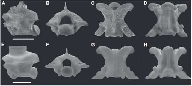FIGURA 4: Vértebra troncal media (GHUNL Pam 6494) determinada como cf. Philodryas (A‑D) y vértebra troncal de Philodryas trilinea- trilinea-tus (E‑H) en vistas lateral (A, E), anterior (B, F), dorsal (C, G) y ventral (D, H)