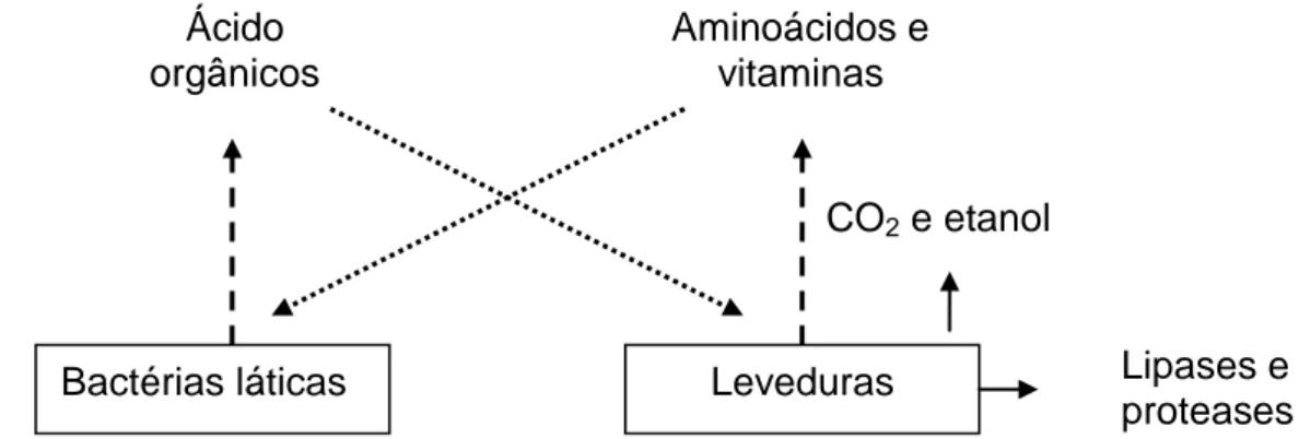 Figura 2  –   Esquema de compostos metabólicos produzidos e assimilados por  bactérias láticas e leveduras