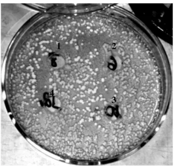 Figura 5  –  Fotografia de placa com ágar MPL mostrando a atividade antimicrobiana  das células de La-5 sobre Debaryomyces hansenii, nas concentrações 10 6  UFC.mL -1 (1), 10 8  UFC.mL -1  (2), 10 10  UFC.mL -1  (3), 10 12  UFC.mL -1  (4)